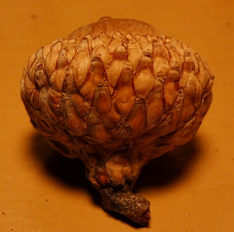 {Quercus coccinea}
